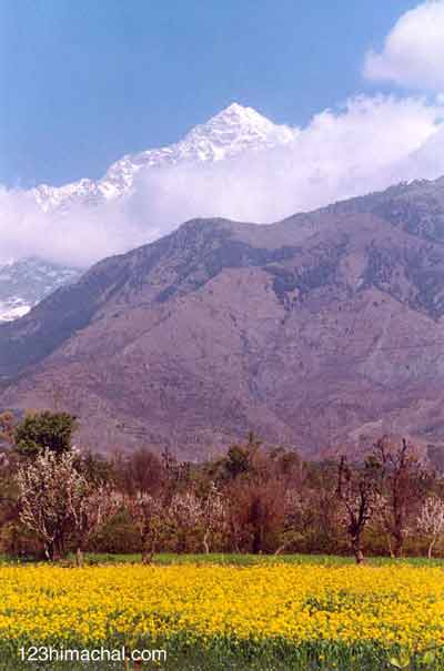 kangra_valley.jpg (20116 bytes)